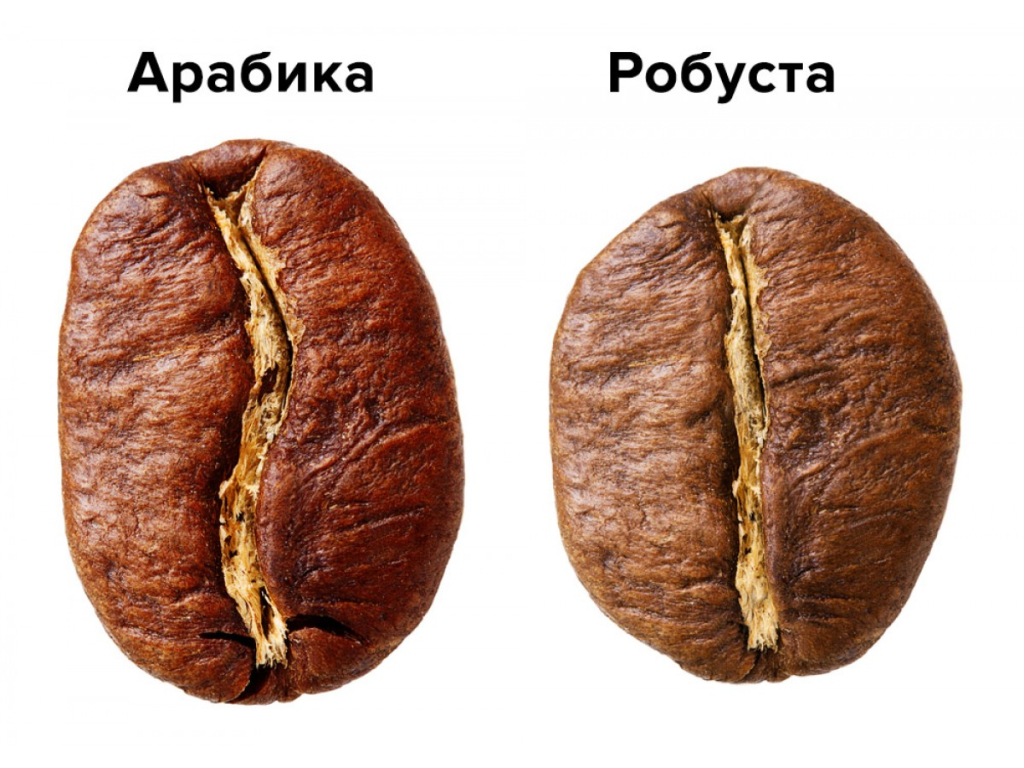Отличия арабики от робусты